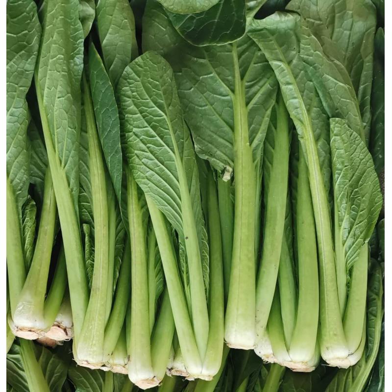 生鲜 长青菜 约500G/Etwa 500g immergrünes Gemüse