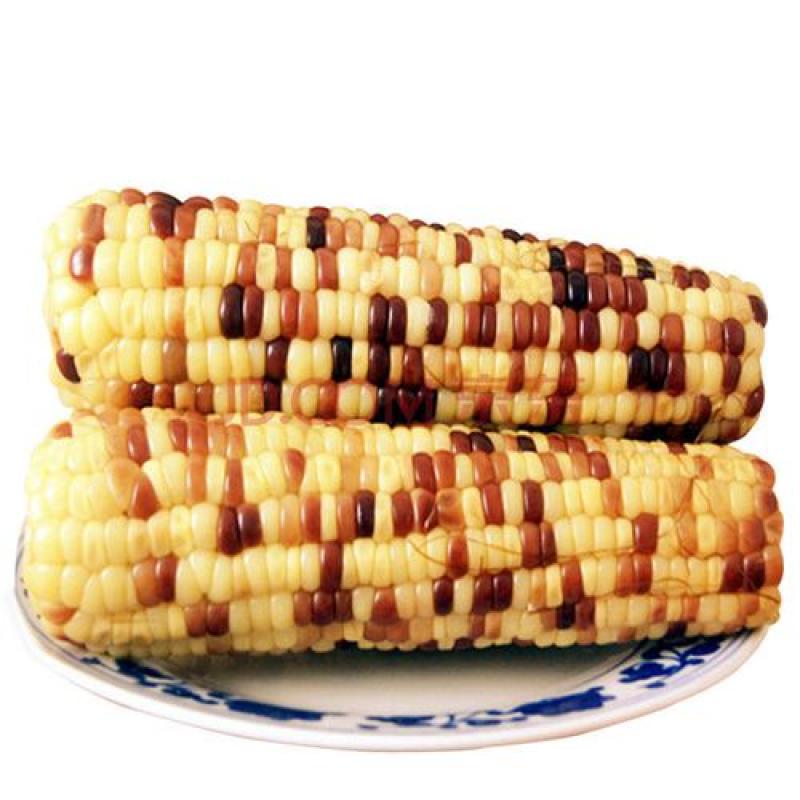 生鲜 新鲜 彩色 真空糯玉米220g/Fresh Waxy Corn (ES)